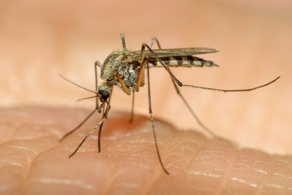 SAN FRANCISCO—San Francisco health officials reported on Thursday March 3 that a city resident tested positive for Zika in February after contracting the disease in Central America