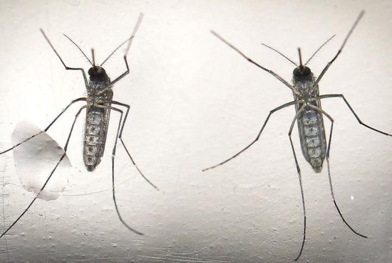 Zika-transmitting mosquitoes are seen in a San Salvador El Salvador laboratory Feb. 7. U.S.-based charities with humanitarian projects in the Americas worry the spread of the Zika virus could lead the fragile nation of Haiti to experience a spike in the