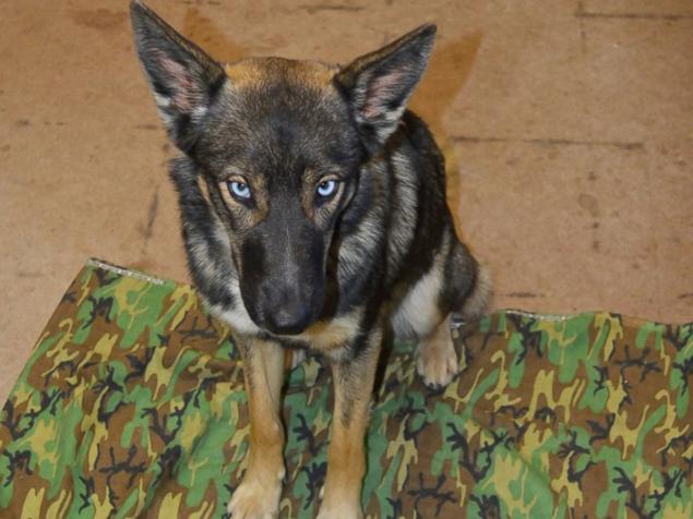 Luna a 1-year-old German shepherd miraculously survived after being reported missing in the Pacific Ocean last month Navy officials said