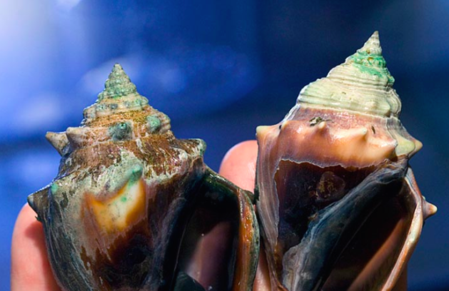 Conchs kept in seawater under different levels of atmospheric carbon dioxide to effects of increased ocean acidity