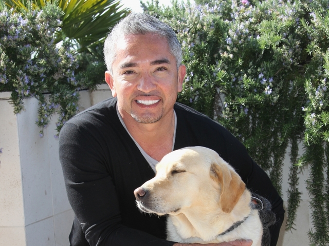 'Dog Whisperer' Cesar Millan accused of animal cruelty