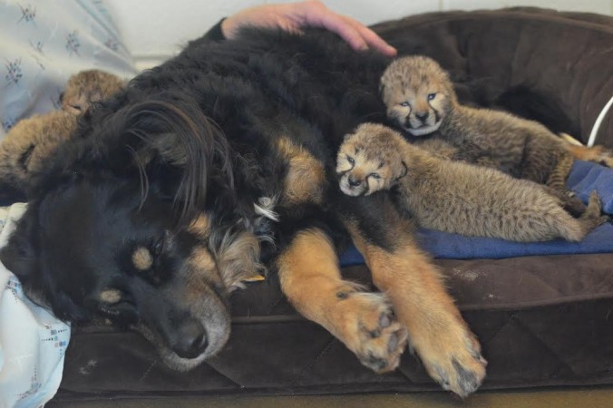 Cheetah cubs cozy up to dog