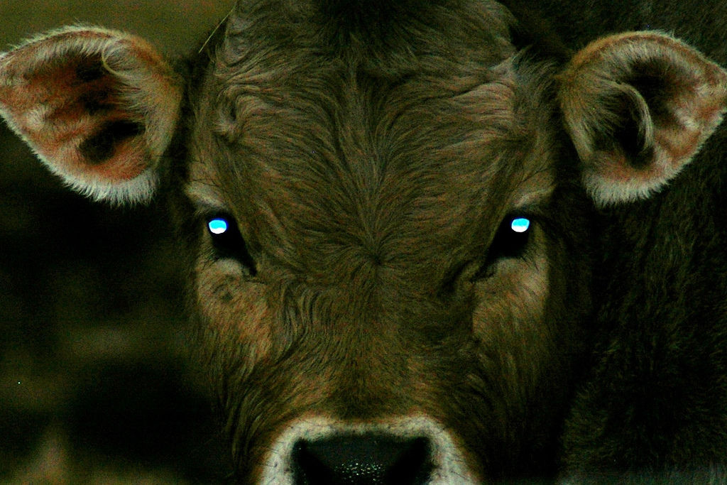 Cow eyes illuminated by flash