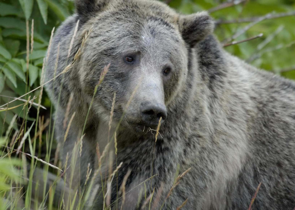 Feds removing protections from Yellowstone grizzlies