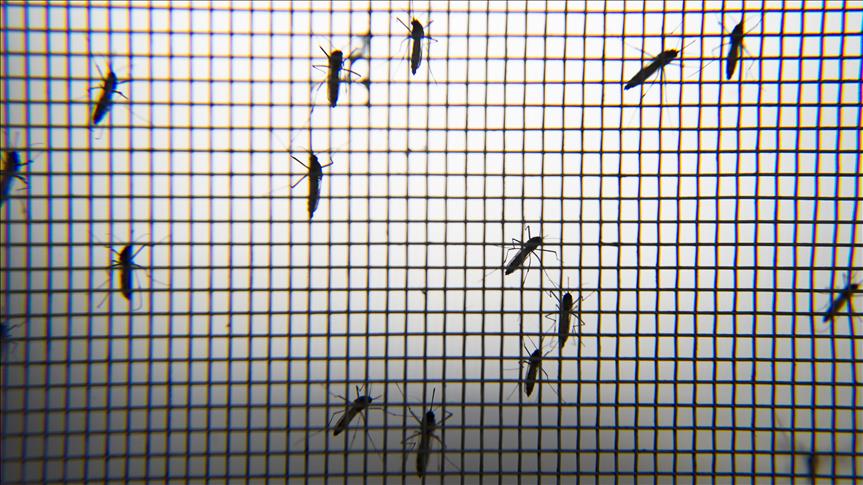 Zika virus spreads in Cuba