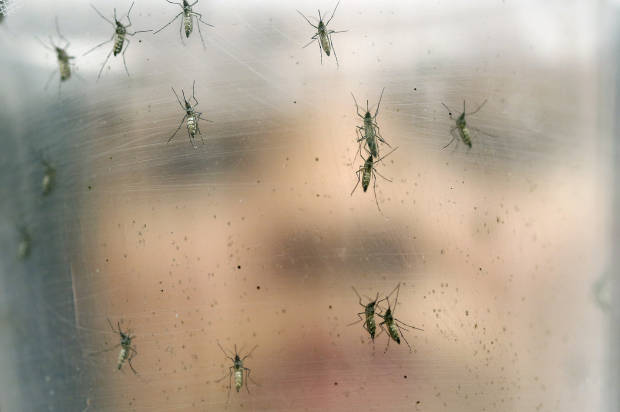 What to know about the tropical Zika virus in Latin America