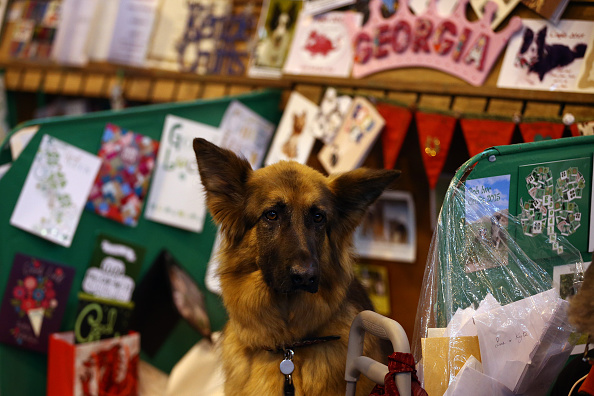 First Day Of Crufts 2015