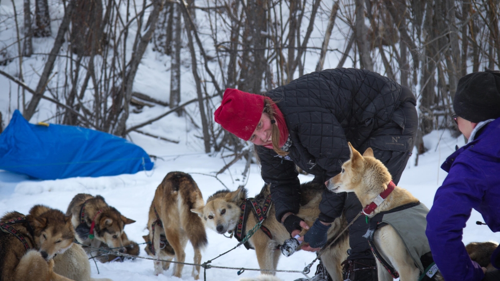 Aliy Zirkle handles her dogs during a rest in Galena along the Yukon River her last stop before heading towards Nulato. Late in the night as she approached Nulato Zirkle was attacked by a snowmobiler a few miles outside the small community