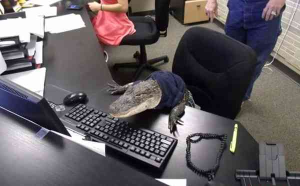 A woman in Florida is fighting to keep her house trained two-metre-long pet alligator Rambo in her home