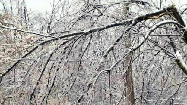 Ice covers branches in this CTV file