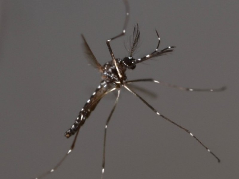 FDA Wants To Test Genetically Engineered Mosquitoes To Fight Zika Virus