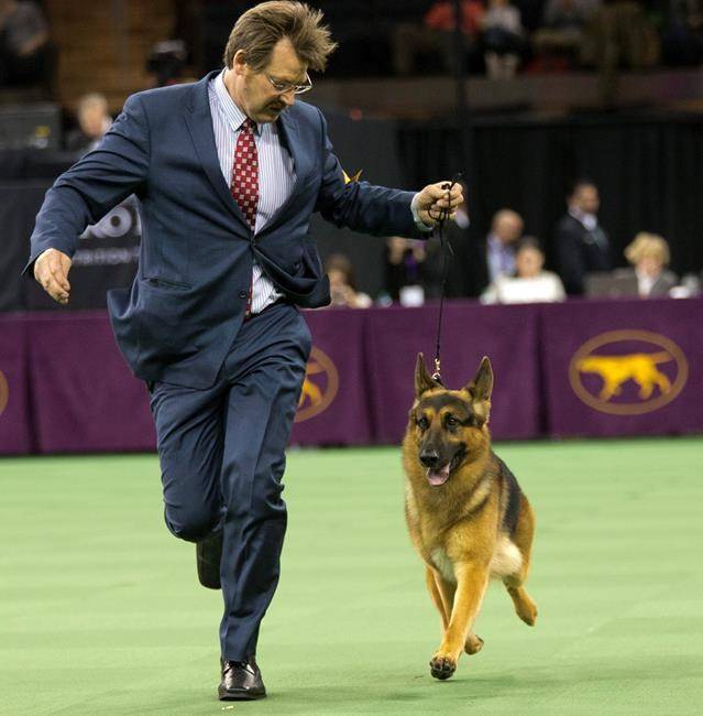 Photos: Pooped Pooches (and Exhibitors) at Westminster Dog Show 