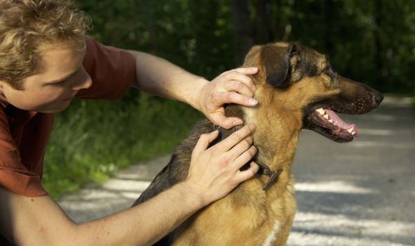 Getty Dog owner checks their pet for ticks which spread babesiosis