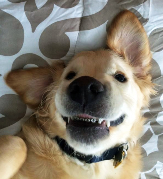 Hollywood smile? Dog set to be fitted with his own BRACES