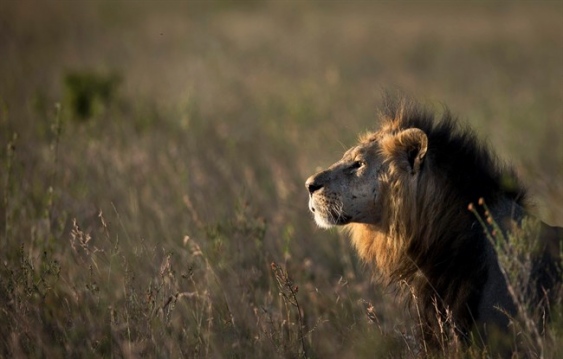 Kenyan Lion Injures Man in Nairobi After Straying From Park