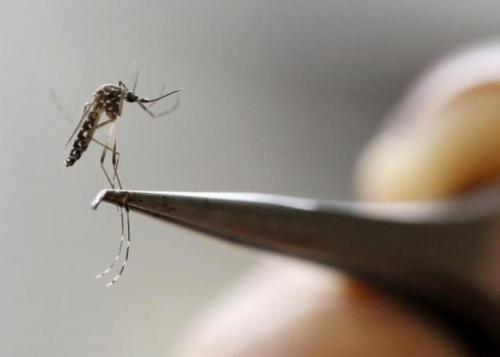 Zika caught 'killing' brain cells