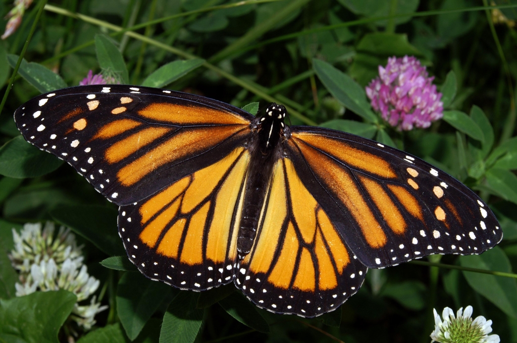 Monarch butterflies and manatees making nice recovery