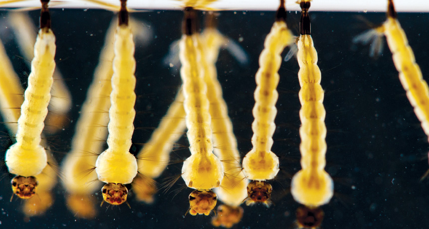 Aedes aegypti mosquito larvae