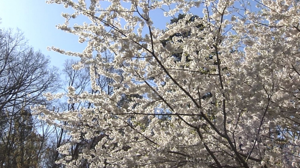 Allergy season is in full swing and Jackson Mississippi currently has the highest pollen count in the nation