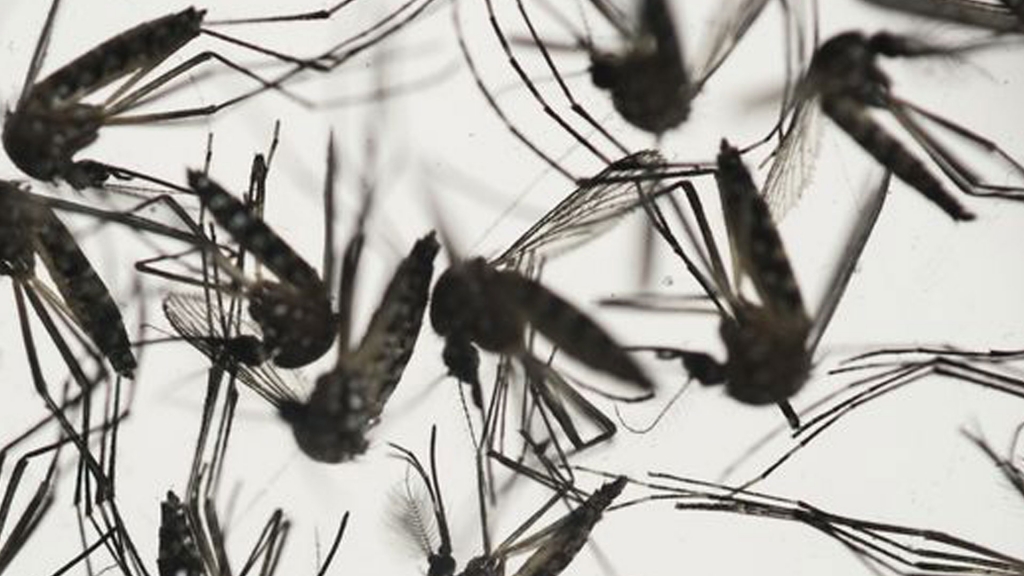 6 new Zika cases in Florida brings total to 58