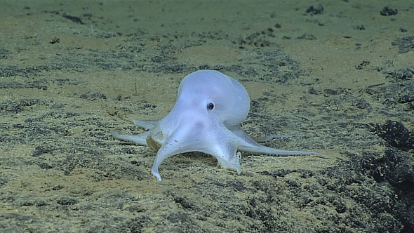 Scientists discover ‘ghostlike’ octopod playing on sea floor