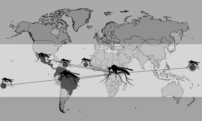 Lab study supports linking Zika virus to brain birth defect