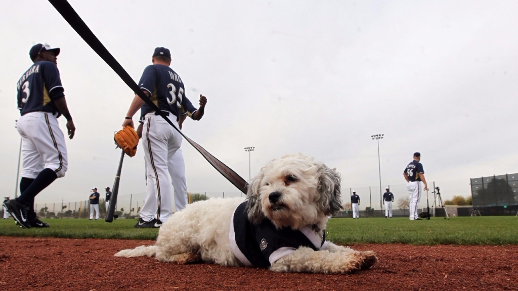 Milwaukee Brewers call press conference on Hank the Dog controversy