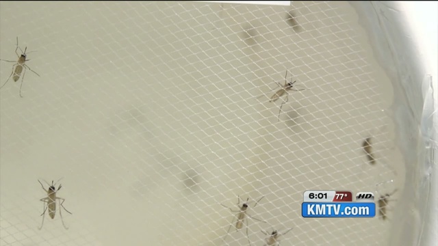 Omaha lab helping in Zika Fight                      KMTV