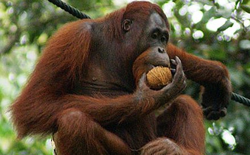 Orangutan eating a mature coconut