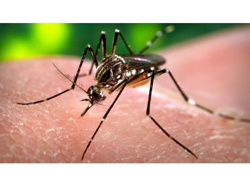 First Zika Virus Case Confirmed in Connecticut