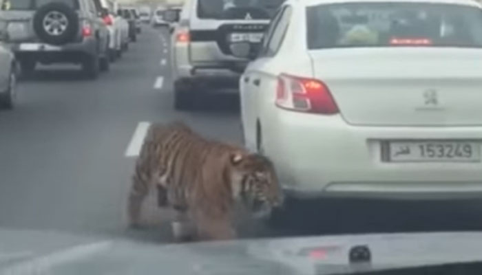 Unbelievable! Tiger spotted dodging busy traffic on Doha road- Video goes viral