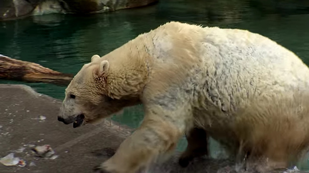 Polar bear escapes ‘containment area’ at Cincinnati Zoo