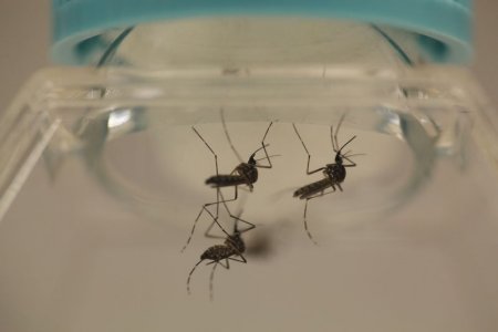 Aedes aegypti mosquitoes are seen at the Laboratory of Entomology and Ecology of the Dengue Branch of the U.S. Centers for Disease Control and Prevention in San Juan