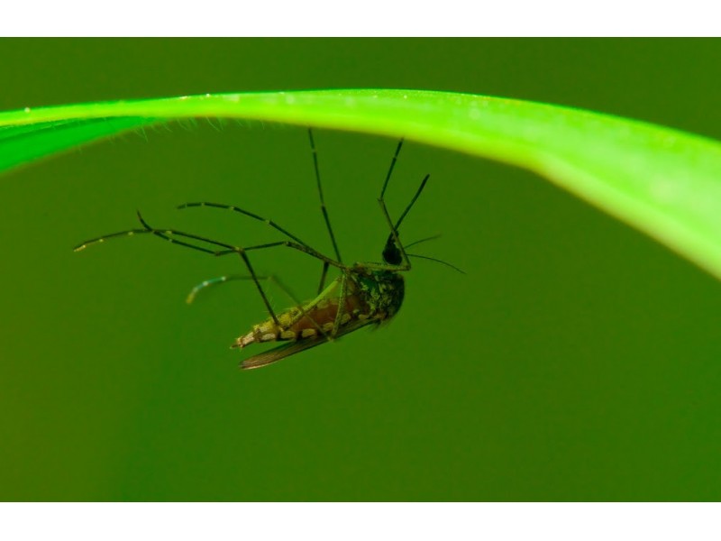 Florida Zika Virus Cases Climb To 60