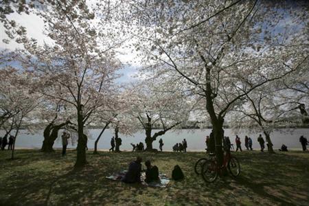 People view the Cherry Blossom trees near the Tidal Basin in Washington in this file image from