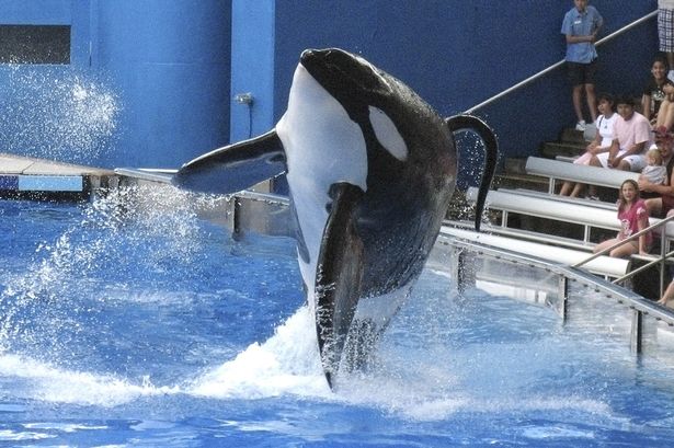 Tilikum a killer whale at Sea World amusement park