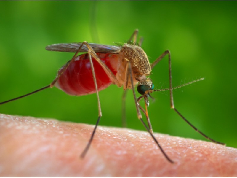 1st Zika Virus Case in Chicago Confirmed on North Side