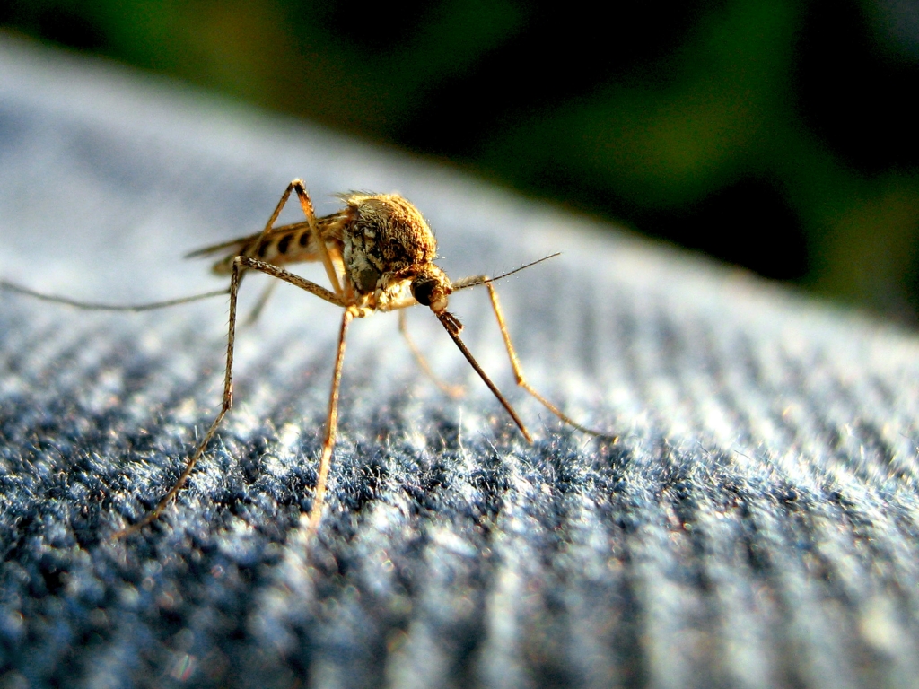 Researchers believe only a specific species of mosquito which isn't found in Iowa Aedes Aegypti transmits the Zika virus