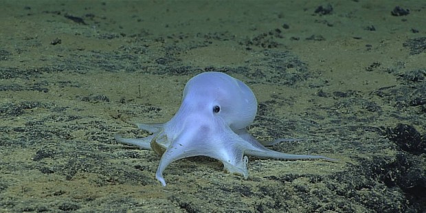 'Ghostlike' and Possibly New Species of Octopus Spotted off Hawaii