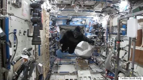 Watch: 'Gorilla' chases astronauts aboard space station