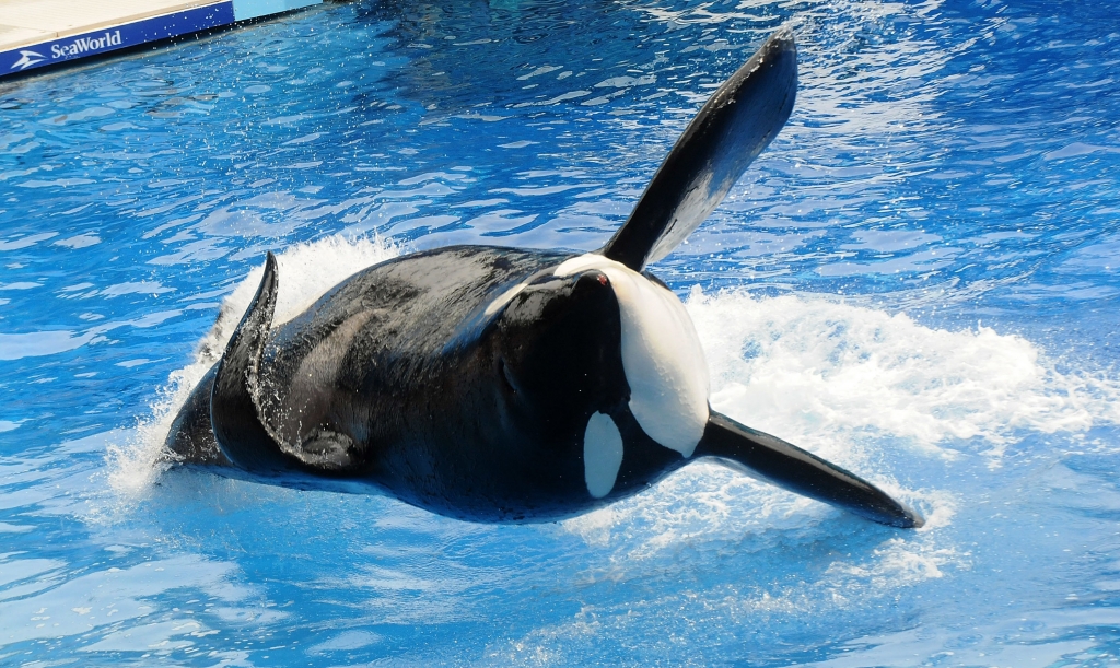 Killer whale'Tilikum appears during its performance in its show'Believe at Sea World