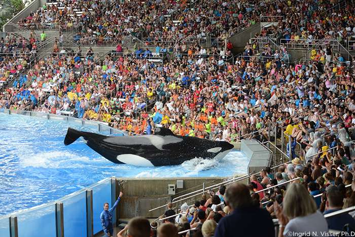 SeaWorld To Phase Out Captive Killer Whales, End Their Theatrical Shows