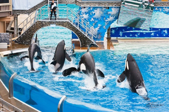 SeaWorld says it will end killer whale breeding program