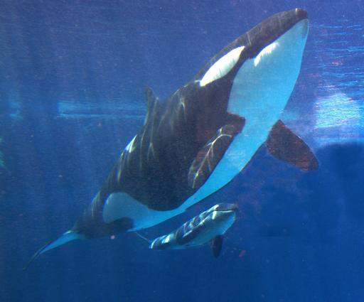 SeaWorld says to stop breeding killer whales