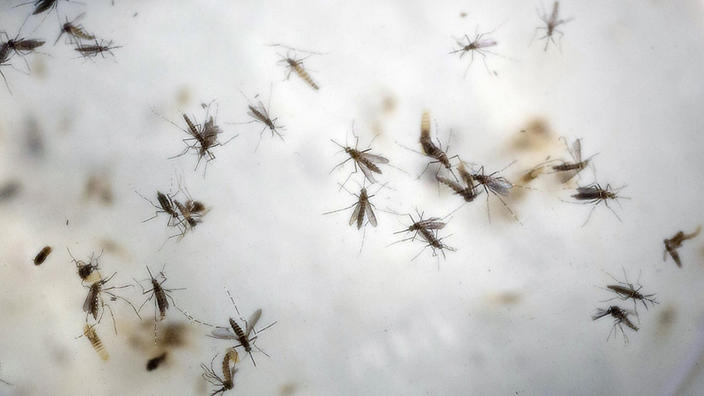 South Africa has confirmed its first case of the mosquito-borne Zika virus in a Columbian man