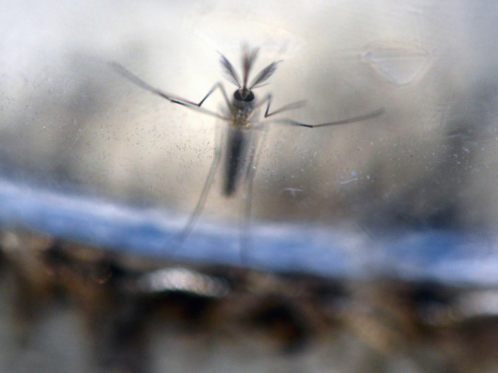 The Aedes Aegypti mosquito which spreads Zika virus is not found in Saskatchewan