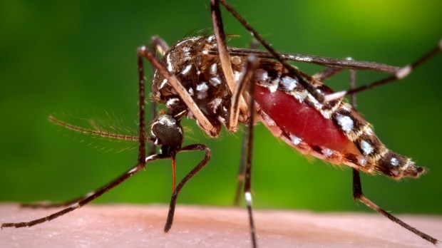 The Aedes aegypti mosquito can carry the Zika virus