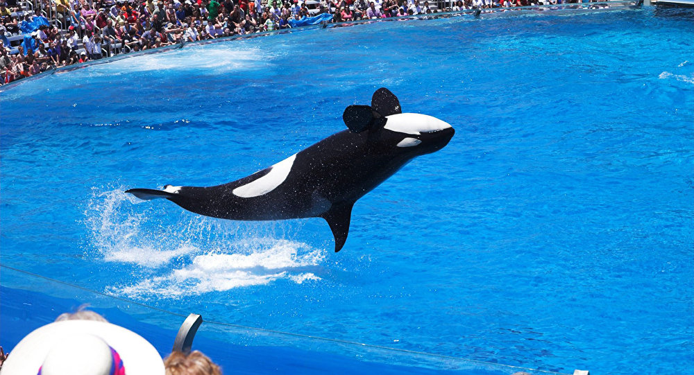 The End of Shamu Animal Rights Activists Hail Huge Victory in Sea World Row