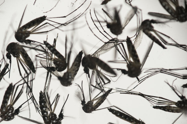 The Tampa Bay region's warm and wet summers put it at high risk for the spread of the Zika virus a new study finds