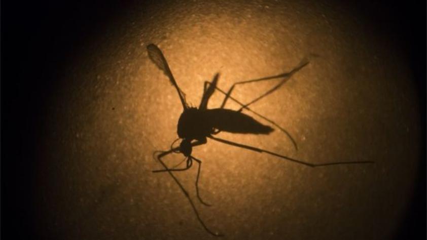 The Zika virus is carried by the Aedes aegypti mosquito